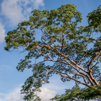 Fotografía titulada "Grande árvore em cé…" por Elton Abreu, Obra de arte original, Fotografía digital