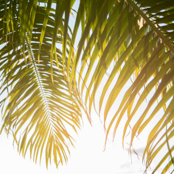 Photography titled "Folhas de Palmeira…" by Elton Abreu, Original Artwork, Digital Photography