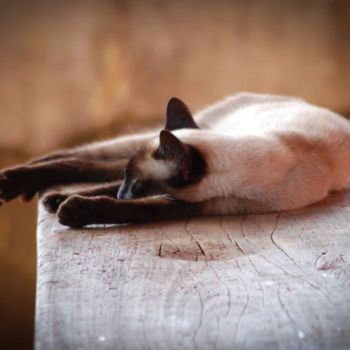 Fotografia intitulada "Gato deitado em um…" por Elton Abreu, Obras de arte originais, Fotografia digital