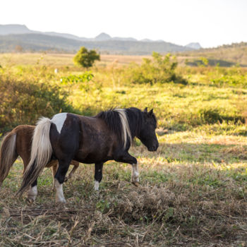 Photography titled "Mini Cavalos" by Elton Abreu, Original Artwork, Digital Photography