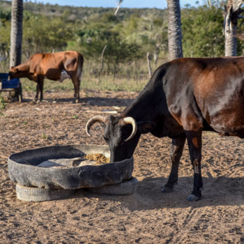 Photography titled "Seca no nordeste" by Elton Abreu, Original Artwork, Digital Photography