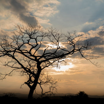 Photography titled "Árvore e por do sol" by Elton Abreu, Original Artwork, Digital Photography