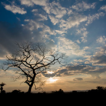 Fotografia intitulada "Silhueta de árvore…" por Elton Abreu, Obras de arte originais, Fotografia digital