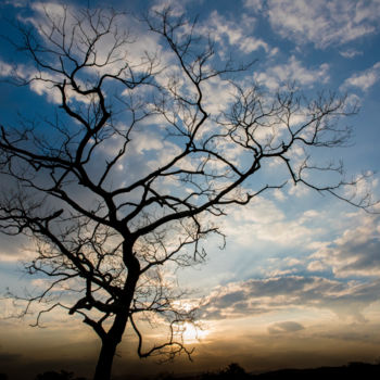 Fotografia intitulada "Silhueta de árvore…" por Elton Abreu, Obras de arte originais, Fotografia digital