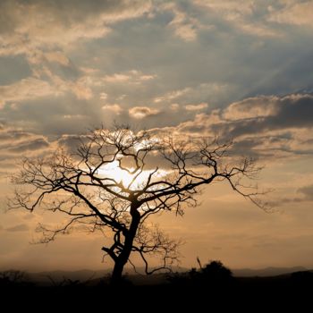 Photography titled "Silhueta de árvore…" by Elton Abreu, Original Artwork, Digital Photography