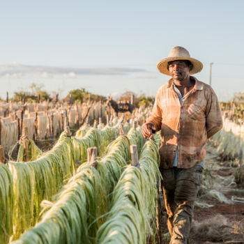 Photography titled "Produção de sisal n…" by Elton Abreu, Original Artwork, Digital Photography