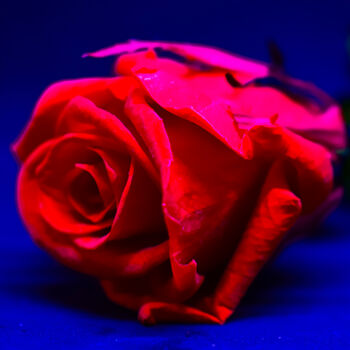 Photography titled "Rose" by Elvina Minjacq, Original Artwork, Digital Photography