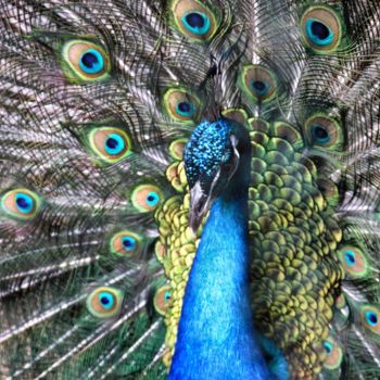 Photographie intitulée "Peacock" par Elzem, Œuvre d'art originale, Photographie numérique