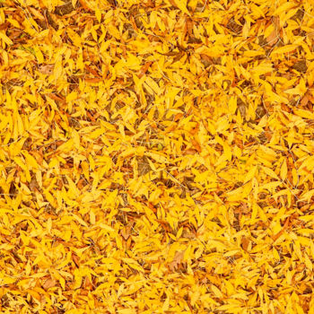 Photography titled "Autumn carpet" by Emanuele De Vincenzo, Original Artwork, Digital Photography