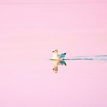 Fotografia intitolato "Seagull on the lake" da Emanuele De Vincenzo, Opera d'arte originale, Fotografia manipolata