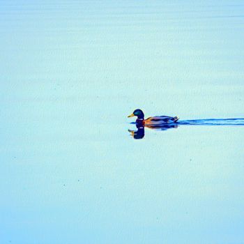 "Swimming Duck" başlıklı Fotoğraf Emanuele De Vincenzo tarafından, Orijinal sanat, Dijital Fotoğrafçılık