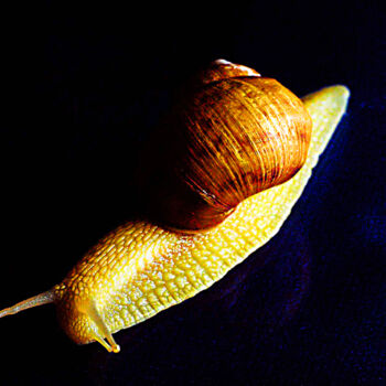 Photography titled "hurry up the snails" by Emil Iustinian Colban, Original Artwork, Non Manipulated Photography