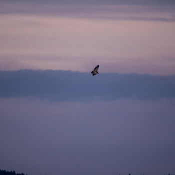 Fotografia intitulada "Vautour" por Emilie Reydon, Obras de arte originais