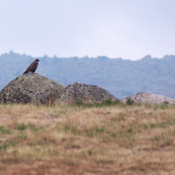 Fotografie getiteld "Buse Variable" door Emilie Reydon, Origineel Kunstwerk