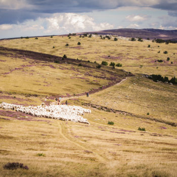 Photographie intitulée "Estive sur le Lozère" par Emilie Reydon, Œuvre d'art originale