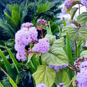 Фотография под названием "Spring flowers" - Emma Laflute, Подлинное произведение искусства, Цифровая фотография