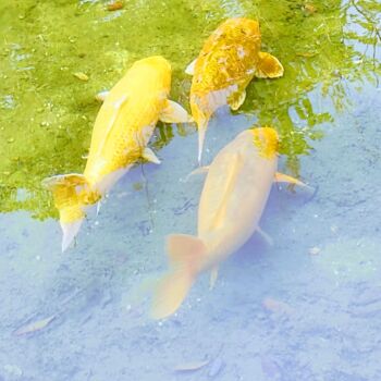 Fotografía titulada "Trio de poissons" por Emma Laflute, Obra de arte original, Fotografía digital