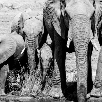 Photographie intitulée "Elephant Family" par Emmanuel Quinart, Œuvre d'art originale, Photographie numérique