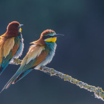 Photographie intitulée "Duo arc-en-ciel." par Emmanuel Raussin, Œuvre d'art originale, Photographie numérique