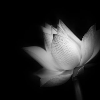 Photographie intitulée "Douceur lotus." par Emmanuel Raussin, Œuvre d'art originale, Photographie numérique