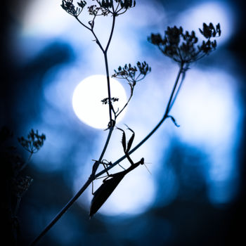 Fotografie mit dem Titel "Viser la lune." von Emmanuel Raussin, Original-Kunstwerk, Digitale Fotografie