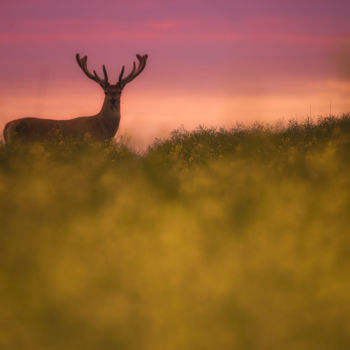 Fotografie mit dem Titel "The King of the hil…" von Emmanuel Raussin, Original-Kunstwerk, Digitale Fotografie