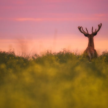 Photographie intitulée "Le Majestueux." par Emmanuel Raussin, Œuvre d'art originale, Photographie numérique