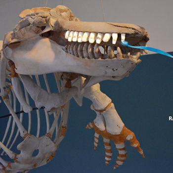Fotografie getiteld "002-teeth-site.jpg" door Emmanuel Jahan, Origineel Kunstwerk