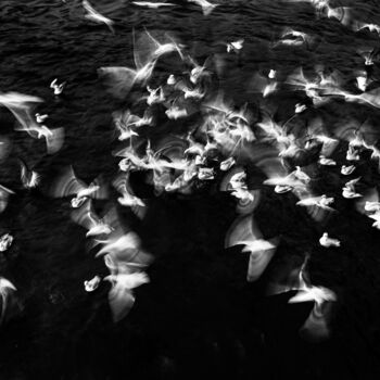 Fotografia intitolato "Gulls" da Emrah Oprukcu, Opera d'arte originale, Fotografia digitale