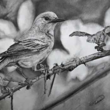 Drawing titled "Bird on tree" by Emre Demir, Original Artwork, Charcoal
