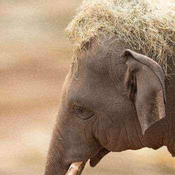 Fotografie mit dem Titel "Elefanten Kind" von Enrico Sporleder, Original-Kunstwerk, Digitale Fotografie
