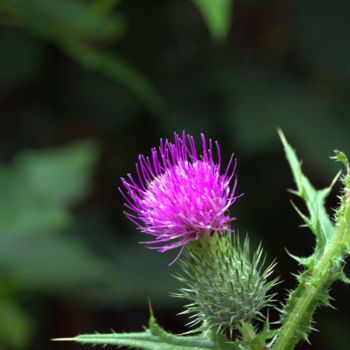 Фотография под названием "Distel" - Dirk Dahlmann, Подлинное произведение искусства, Не манипулируемая фотография