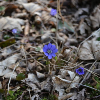 Fotografie mit dem Titel "kleine blaue Blume" von Dirk Dahlmann, Original-Kunstwerk, Nicht bearbeitete Fotografie