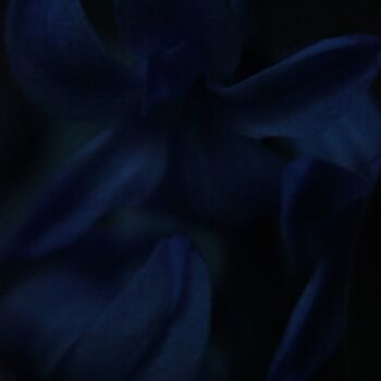 Fotografia intitolato "Fleurs bleues dans…" da Erealpha, Opera d'arte originale, Fotografia non manipolata
