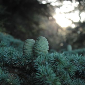 Photographie intitulée "Forêt" par Erealpha, Œuvre d'art originale