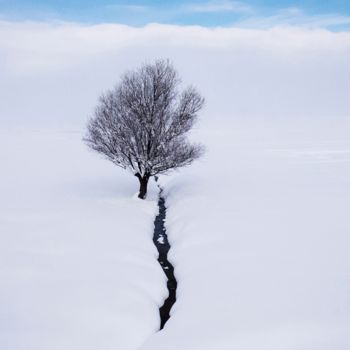 Photographie intitulée "Alone tree" par Eren Çevik, Œuvre d'art originale