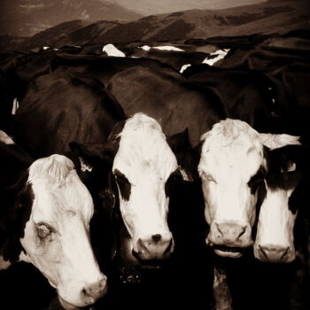 Photographie intitulée "Dos de vaches et mo…" par Eric Leroy (Rico), Œuvre d'art originale, Photographie numérique