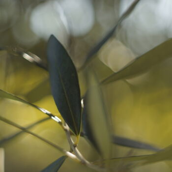 Φωτογραφία με τίτλο "Olive trees in the…" από Eric Régimbeau, Αυθεντικά έργα τέχνης