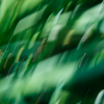 Photographie intitulée "Faceted grass" par Eric Régimbeau, Œuvre d'art originale, Autre