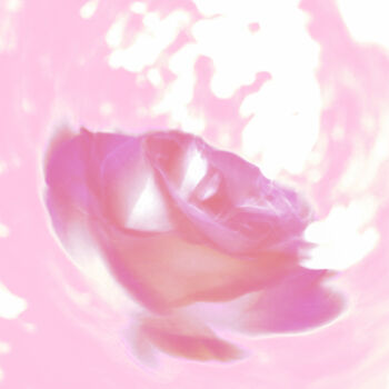Fotografia intitolato "Rose on pink" da Eric Régimbeau, Opera d'arte originale, Fotografia manipolata