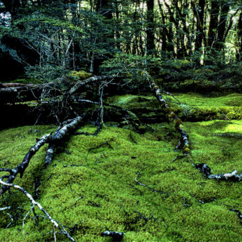 Fotografia intitolato "Moss Forest Milford…" da Eric Taylor, Opera d'arte originale, Fotografia digitale