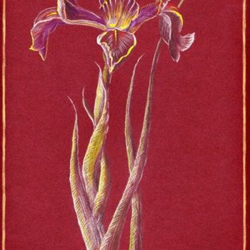 Drawing titled "iris" by Eric Sabatier, Original Artwork