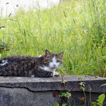 Fotografia zatytułowany „Chat sur un mur” autorstwa Ernest Tosetti, Oryginalna praca, Fotografia cyfrowa