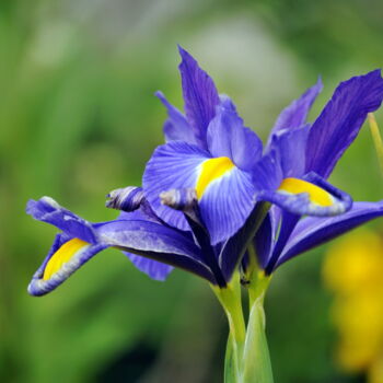 Fotografia zatytułowany „Iris 3” autorstwa Ernest Tosetti, Oryginalna praca, Fotografia cyfrowa