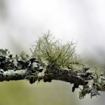 Photographie intitulée "Lichen" par Ernest Tosetti, Œuvre d'art originale, Photographie numérique