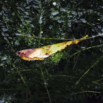 Photographie intitulée "végétal 8" par Ernest Tosetti, Œuvre d'art originale, Photographie numérique