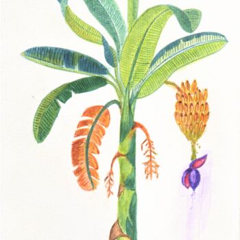 Pintura intitulada "Bananeira brasileira" por Esmerald Mell, Obras de arte originais, Aquarela