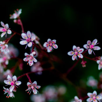 Photography titled "Gotas de amor" by Sandra Estupinan, Original Artwork