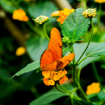 Fotografía titulada "Orange" por Sandra Estupinan, Obra de arte original