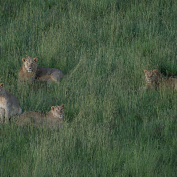 Photography titled "Survol de lions dan…" by Etienne Frankum, Original Artwork, Digital Photography